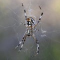 Macro shot of Western Spotted Orbweaver spider on a blurred background