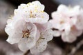 Macro shot of white apricot flowers blooming on a branch.. Royalty Free Stock Photo