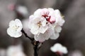 Macro shot of white apricot flowers blooming on a branch.. Royalty Free Stock Photo