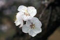 Macro shot of white apricot flowers blooming on a branch.. Royalty Free Stock Photo