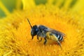 Macro shot of white-bellied mining bee (andrena gravida) collecting pollen from inula flower Royalty Free Stock Photo