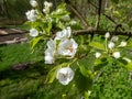 Macro shot of white blossom on a branch of pear tree, flowers with 5 white petals, numerous red anthers and yellow stigmas, in an Royalty Free Stock Photo