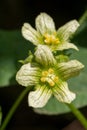 White bryony bryonia alba flower