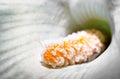 A macro shot of white calla lily flower with details of spathe and spadix Royalty Free Stock Photo