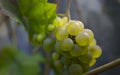 Closeup of white chasselas grapes