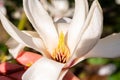 Detailed capture of a white Magnolia flower Royalty Free Stock Photo