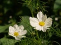 Macro shot of white cosmos bipinnatus flowers Royalty Free Stock Photo