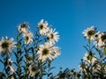 Macro shot of a white daisies of giant or high daisy Leucanthemella serotina with bright blue sky in background in autumn Royalty Free Stock Photo