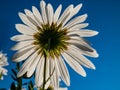 Macro shot of a white daisies of giant or high daisy Leucanthemella serotina with bright blue sky in background in autumn Royalty Free Stock Photo