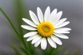 A macro shot of a white daisy flower on a gray background. Royalty Free Stock Photo