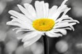 Macro Shot of white daisy flower isolated on gray background. Royalty Free Stock Photo