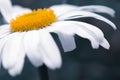 Macro Shot of white daisy flower isolated on gray. Royalty Free Stock Photo