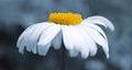 Macro Shot of white daisy flower isolated on gray. Royalty Free Stock Photo