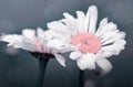 Macro Shot of white daisy flower isolated on gray. Royalty Free Stock Photo