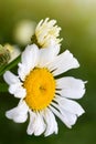 Macro Shot of white daisy flower in sunlight. Royalty Free Stock Photo