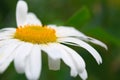 Macro Shot of white daisy flower in sunlight. Royalty Free Stock Photo