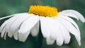 Macro Shot of white daisy flower in sunlight. Royalty Free Stock Photo