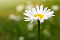 Macro Shot of white daisy flower in sunlight. Royalty Free Stock Photo