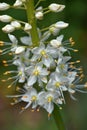 Macro shot of white eremurus flower in spring