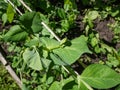 Macro shot of white flower bud of green garden pea plant (Pisum sativum) among green leaves Royalty Free Stock Photo