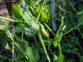 Macro shot of white flower bud of green garden pea plant (Pisum sativum) Royalty Free Stock Photo