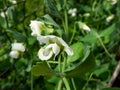 Macro shot of white flower of green garden pea plant Pisum sativum among green leaves in garden Royalty Free Stock Photo