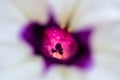 Macro shot of a white flower with purple core on a blurred background