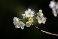 Macro shot of white flowers on a branch of a plum tree against the isolated background Royalty Free Stock Photo