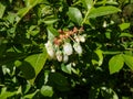 Macro shot of white flowers of cultivated blueberries or highbush blueberries