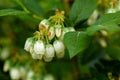 Macro shot of white flowers of cultivated blueberries or highbush blueberries growing on branches of blueberry bush