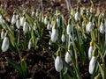 White flowers of the pleated snowdrop (Galanthus plicatus) growing in the garden in bright sunlight in spring with