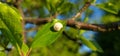 Macro shot of white garden snail on leaf Royalty Free Stock Photo