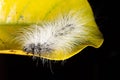 Macro shot of a white hairy caterpillar on a yellow leaf against the black background Royalty Free Stock Photo