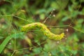 Macro shot of white lined sphinx moth caterpillar on vegetation. Royalty Free Stock Photo