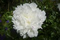 A macro shot of a white peony paeonia officinalis Royalty Free Stock Photo