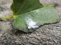 Macro shot of a white planthopper nymph on a green leaf