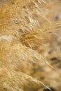 Close-up viewt of white plumage of pampas grass Royalty Free Stock Photo