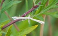 Plume moth.