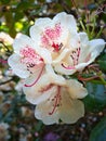 Macro shot of a white rhododendron flower Royalty Free Stock Photo