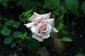 Macro shot of white rose in soft focus Royalty Free Stock Photo