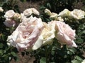 Macro shot of white roses. Beautiful flowers. Natural wallpaper. Royalty Free Stock Photo