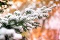 Macro shot of white snow on top of dark green juniper branch on brown and golden background during sunset Royalty Free Stock Photo