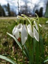 Macro shot of white snowdrops emerging from ground in early spring in bright backlight with blurred background