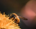 Macro shot of a wild bee pollinating a dandelion Royalty Free Stock Photo