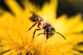 Macro shot of a wild bee pollinating a dandelion Royalty Free Stock Photo