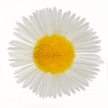Macro shot of wild camomile Royalty Free Stock Photo