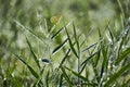 Macro shot of wild grass on a meadow carrying morning dew on the leaves, shimmering in the sun