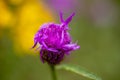 Macro shot of a wild purple flake flower, with blurry background