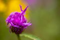 Macro shot of a wild purple flake flower, with blurry background