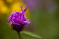 Macro shot of a wild purple flake flower, with blurry background Royalty Free Stock Photo